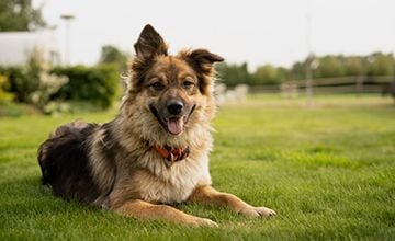 Protect Your Dog From Heatstroke! Protect Your Dog From Heatstroke!